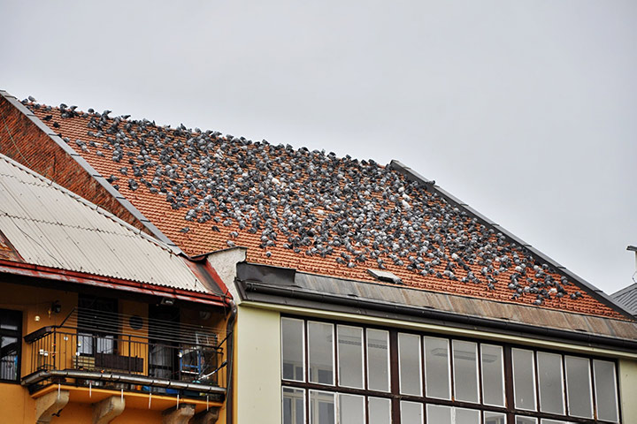 A2B Pest Control are able to install spikes to deter birds from roofs in Bracknell. 