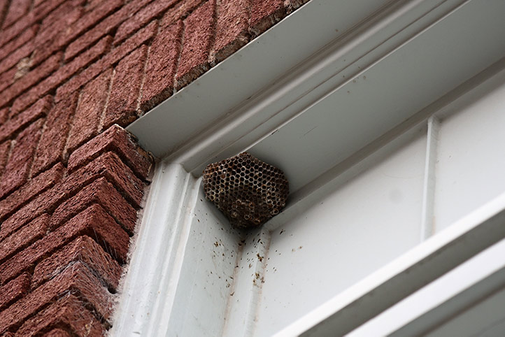 We provide a wasp nest removal service for domestic and commercial properties in Bracknell.